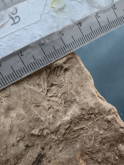 SRL73 Spiriferid Brachiopod Impression and Ichnofossils 