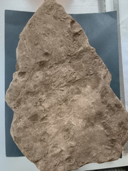 SRL73 Spiriferid Brachiopod Impression and Ichnofossils 