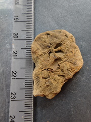 SRL125 Brachiopod Impressions (incl. Spiriferid)