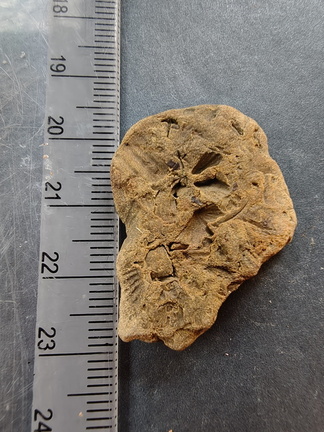 SRL125 Brachiopod Impressions (incl. Spiriferid)