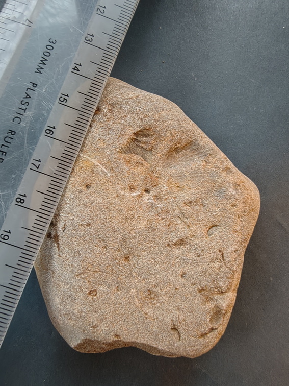 LE68 Brachiopod Imprints 