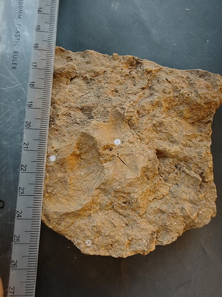 SRL140 Brachiopod Impression 