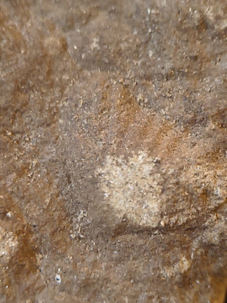 SRL142 Brachiopod Impressions (cf. Rhynchonellid)