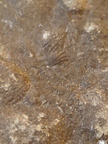 SRL142 Brachiopod Impressions (cf. Rhynchonellid)