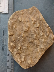 SRL142 Brachiopod Impressions (cf. Rhynchonellid)