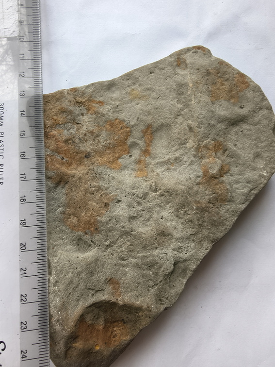 SRL149 Brachiopod Impression