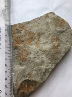 SRL149 Brachiopod Impression