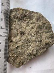 SRL154 Brachiopod Impression