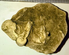 SRL118 Protovirgularia and Ichnofossils 