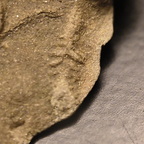 SRL118 Protovirgularia and Ichnofossils 