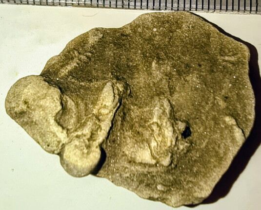 SRL118 Protovirgularia and Ichnofossils 