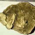 SRL118 Protovirgularia and Ichnofossils 