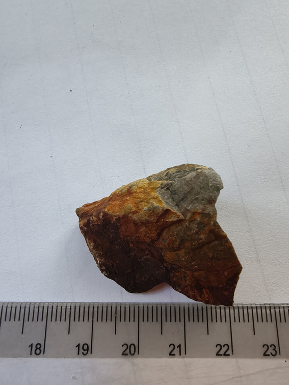 RR17 Orthoceratoid Nautiloid (cf. Michelinoceras)