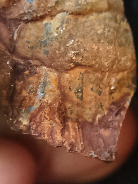 RR17 Orthoceratoid Nautiloid (cf. Michelinoceras)