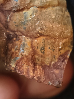 RR17 Orthoceratoid Nautiloid (cf. Michelinoceras)