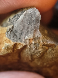 RR17 Orthoceratoid Nautiloid (cf. Michelinoceras)