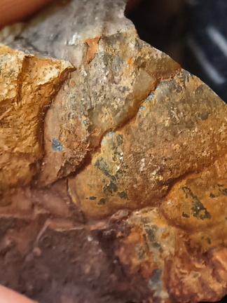 RR17 Orthoceratoid Nautiloid (cf. Michelinoceras)