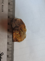 RR17 Orthoceratoid Nautiloid (cf. Michelinoceras)