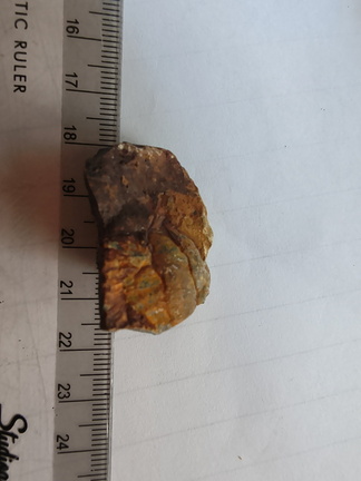 RR17 Orthoceratoid Nautiloid (cf. Michelinoceras)