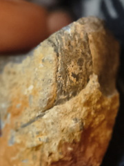 RR17 Orthoceratoid Nautiloid (cf. Michelinoceras)