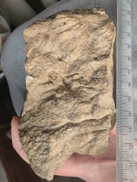 SRL17 Crinoid Crowns