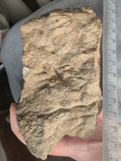 SRL17 Crinoid Crowns