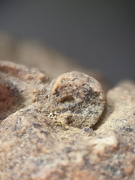 SRL17 Crinoid Crowns