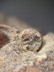 SRL17 Crinoid Crowns