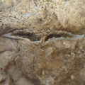 SRL82 Brachiopod Shell Fragments 