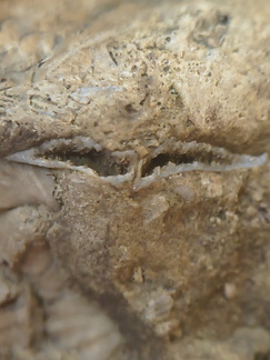 SRL82 Brachiopod Shell Fragments 