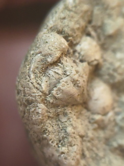 SRL82 Brachiopod Shell Fragments 