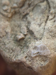 SRL82 Brachiopod Shell Fragments 