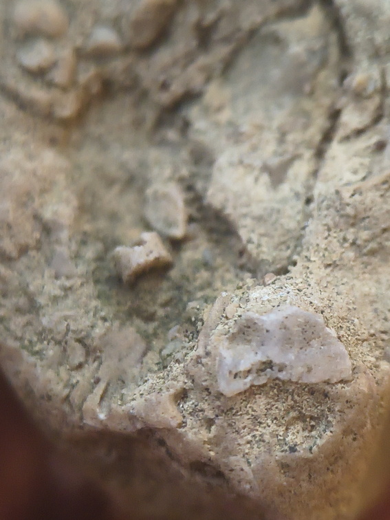 SRL82 Brachiopod Shell Fragments 