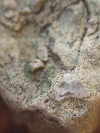 SRL82 Brachiopod Shell Fragments 