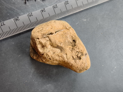 SRL82 Brachiopod Shell Fragments 