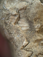 SRL82 Brachiopod Shell Fragments 