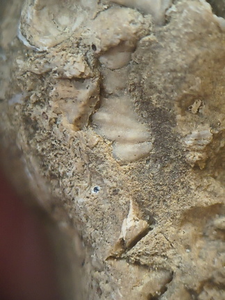 SRL82 Brachiopod Shell Fragments 