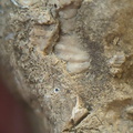 SRL82 Brachiopod Shell Fragments 