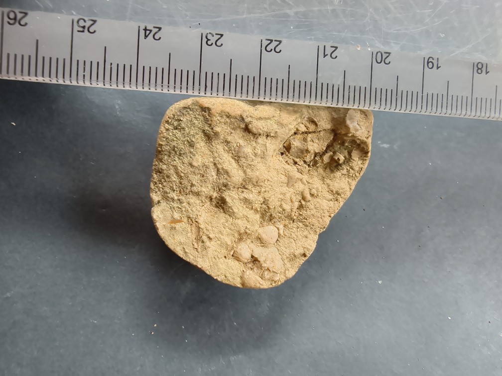 SRL82 Brachiopod Shell Fragments 