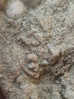 SRL82 Brachiopod Shell Fragments 