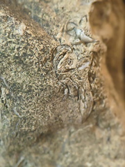 SRL82 Brachiopod Shell Fragments 