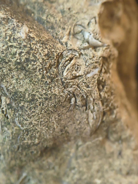 SRL82 Brachiopod Shell Fragments 