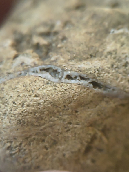 SRL82 Brachiopod Shell Fragments 