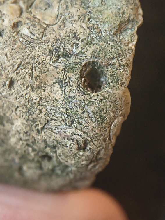 SRL82 Brachiopod Shell Fragments 