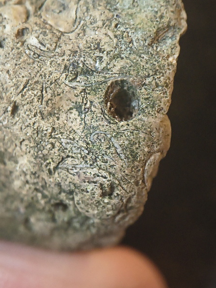 SRL82 Brachiopod Shell Fragments 