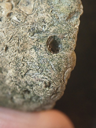 SRL82 Brachiopod Shell Fragments 