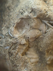 SRL82 Brachiopod Shell Fragments 