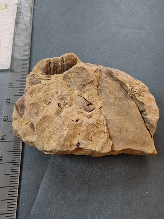 SRL130 Brachiopod Fragment Imprints and Possible Internal Orthonic Cephalopod Mold
