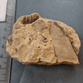 SRL130 Brachiopod Fragment Imprints and Possible Internal Orthonic Cephalopod Mold