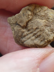 SRL111 Brachiopod Imprint and Possible Bryozoan 